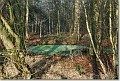 Poel Verkensbos